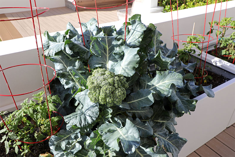 broccoli in pots