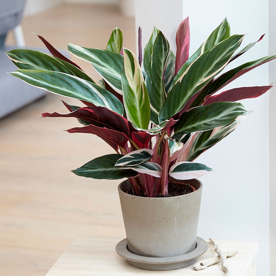 calathea