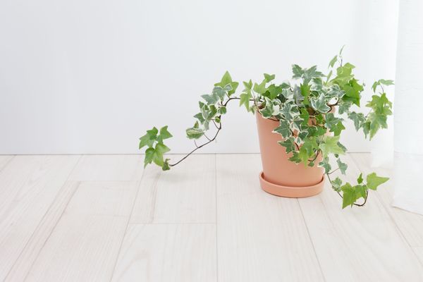 english ivy in pot