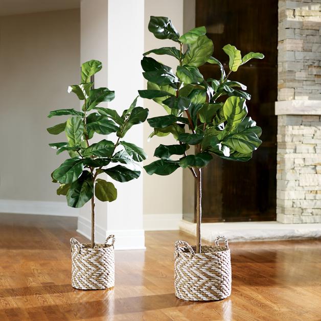 fiddle leaf fig