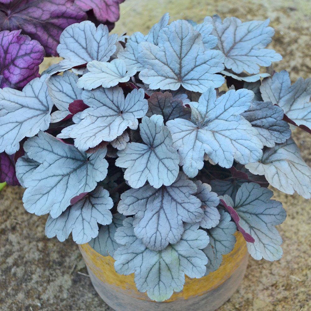 heuchera