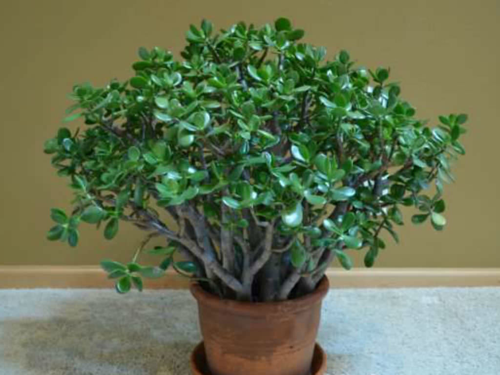 jade plant