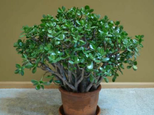 10 Indoor Plants You Can't Kill - Plant Instructions