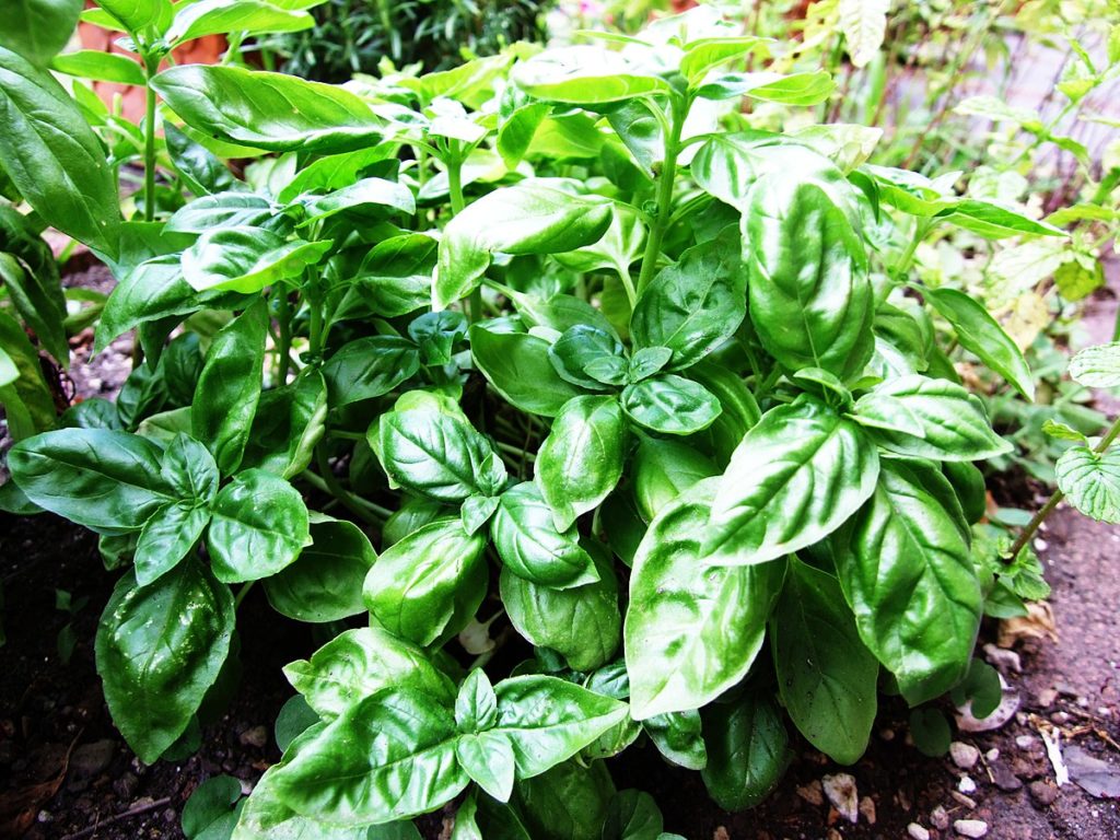 large basil plant