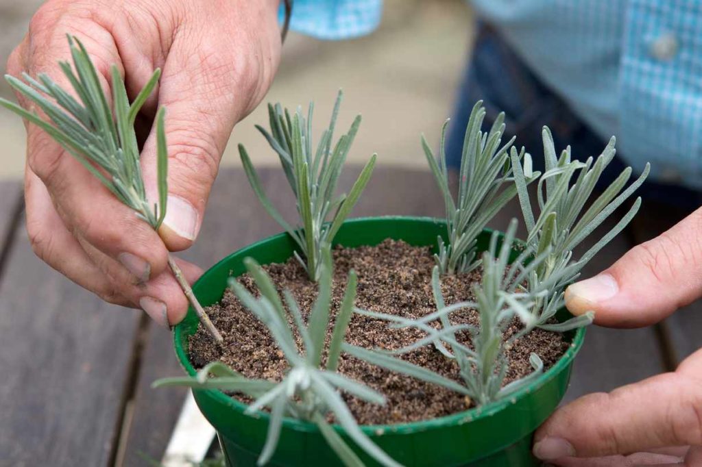 lavender seedlings