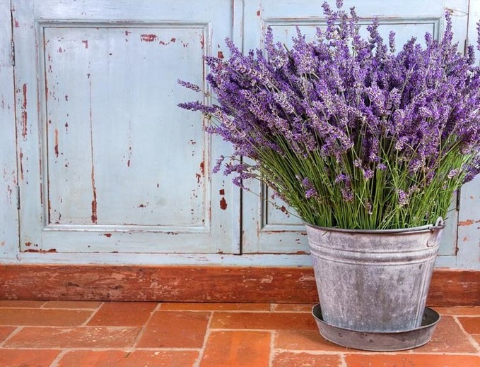 lavender in pot