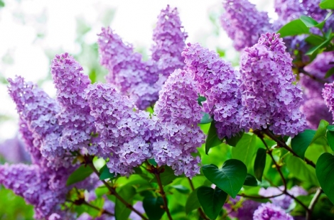 lilacs