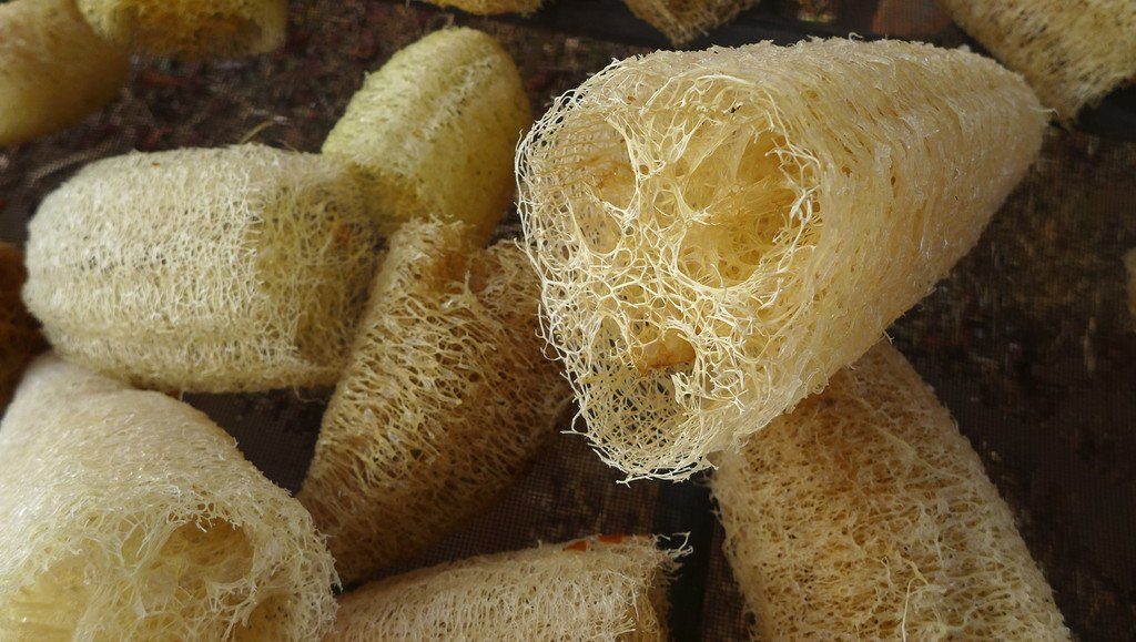 loofah sponge