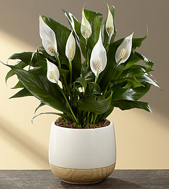 peace lily