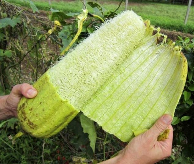 peeling loofah