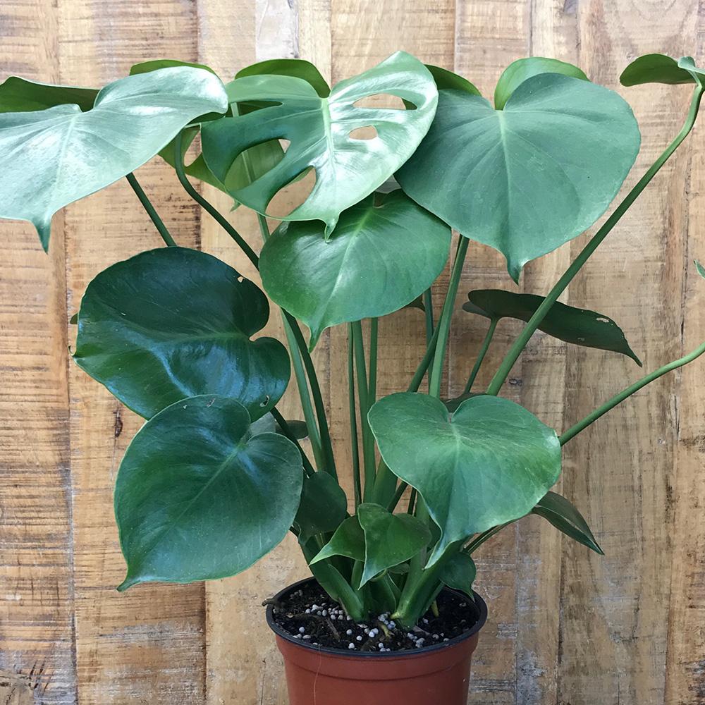 philodendron