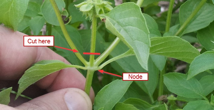 pruning basil