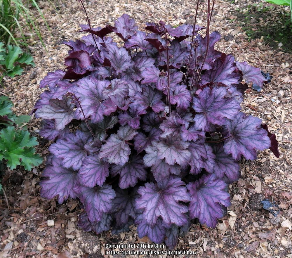 purple coral bells