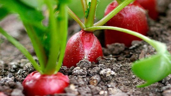 radish problems