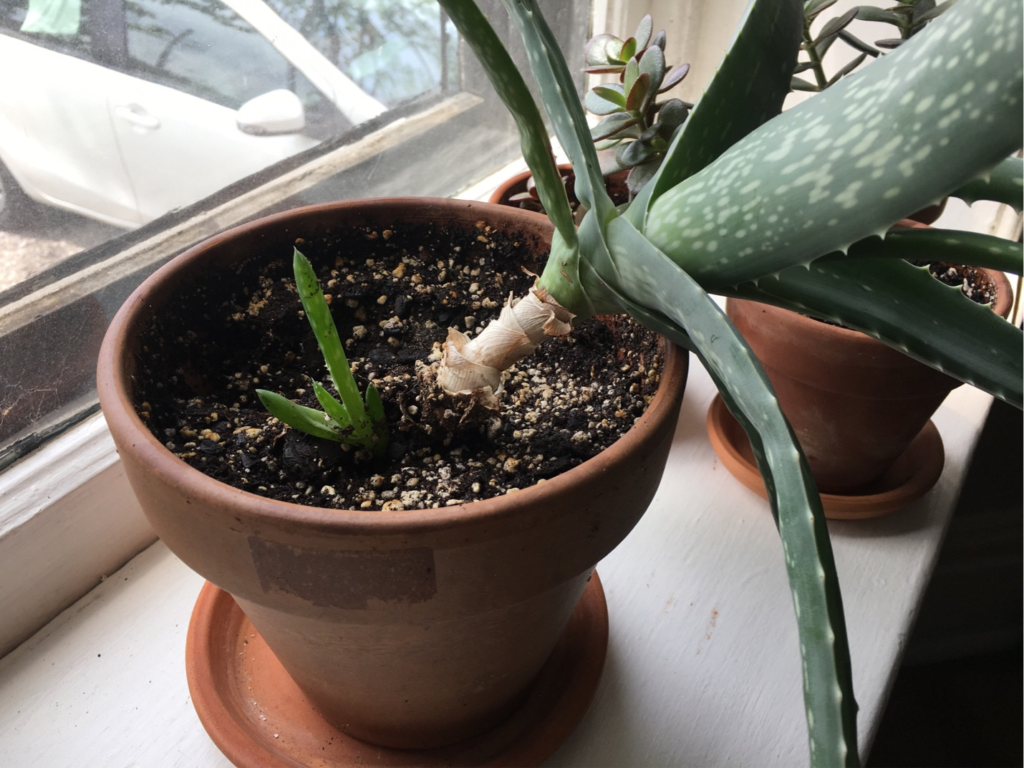 repotting aloe