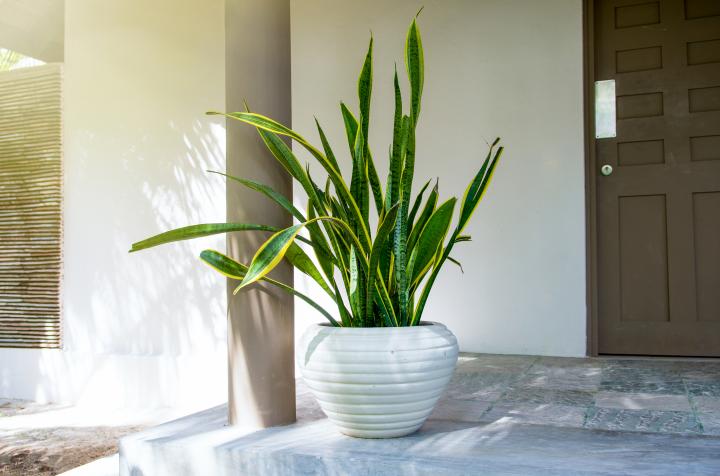 snake plant in pot