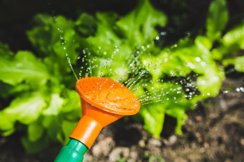 watering plants