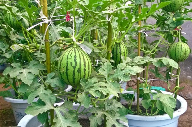 watermelon in pots