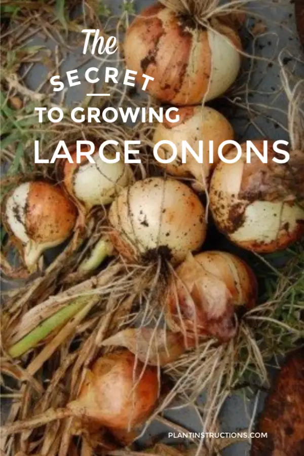 Growing Large Onions