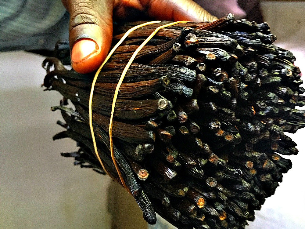 harvested vanilla beans