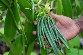 How To Grow Vanilla Beans Plant Instructions