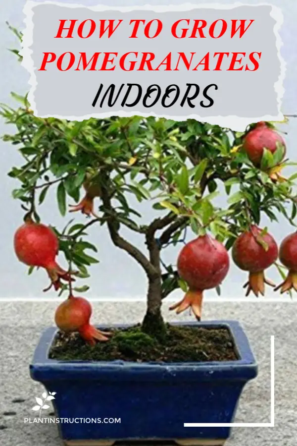 Grow Pomegranates Indoors