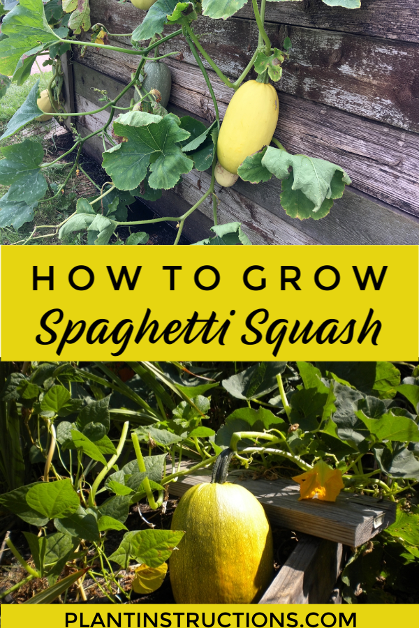 Growing Spaghetti Squash What You Need To Know Plant Instructions