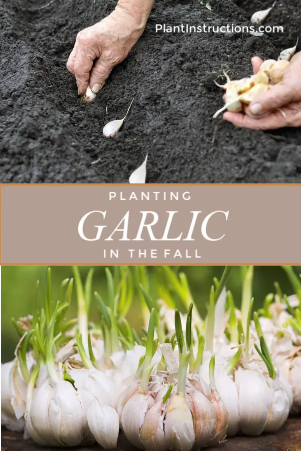 Planting Garlic in Fall