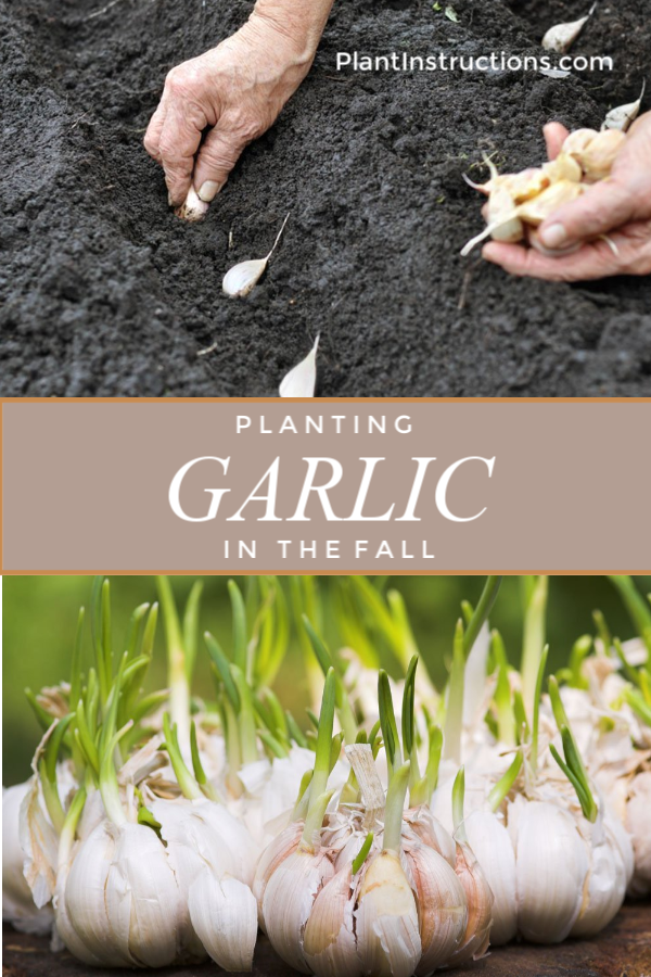 Planting Garlic In Fall Plant Instructions