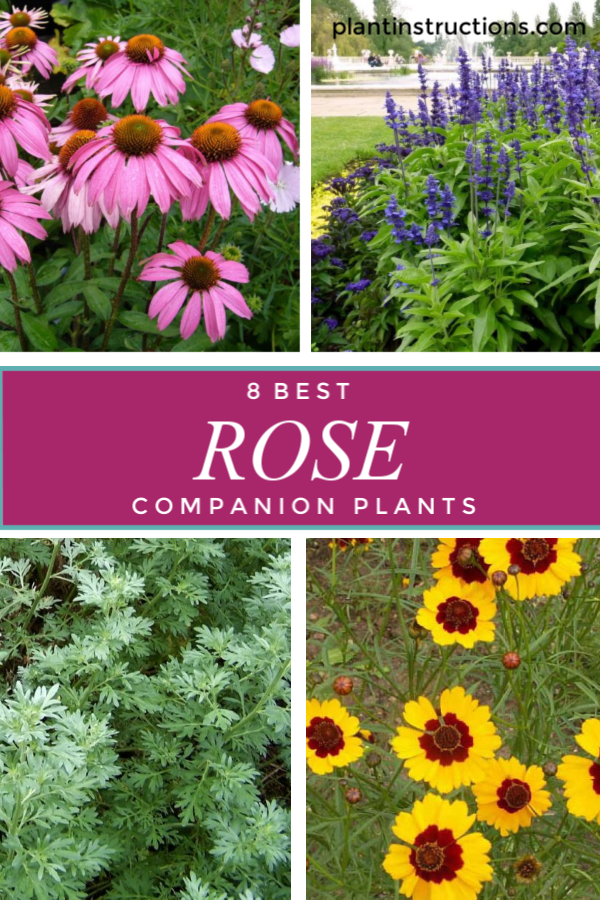 Rose Companion Plants