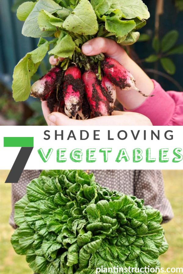 Shade Loving Vegetables