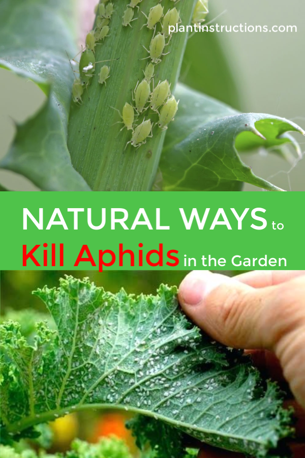 Ways to Kill Aphids