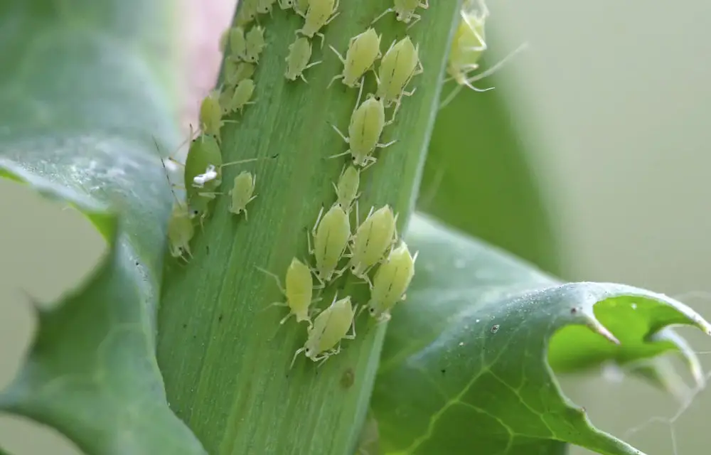 Natural Ways to Kill Aphids