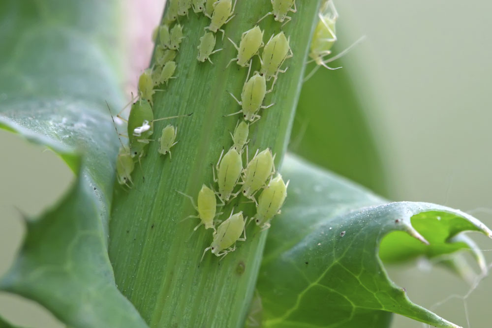 aphids on plant stalk