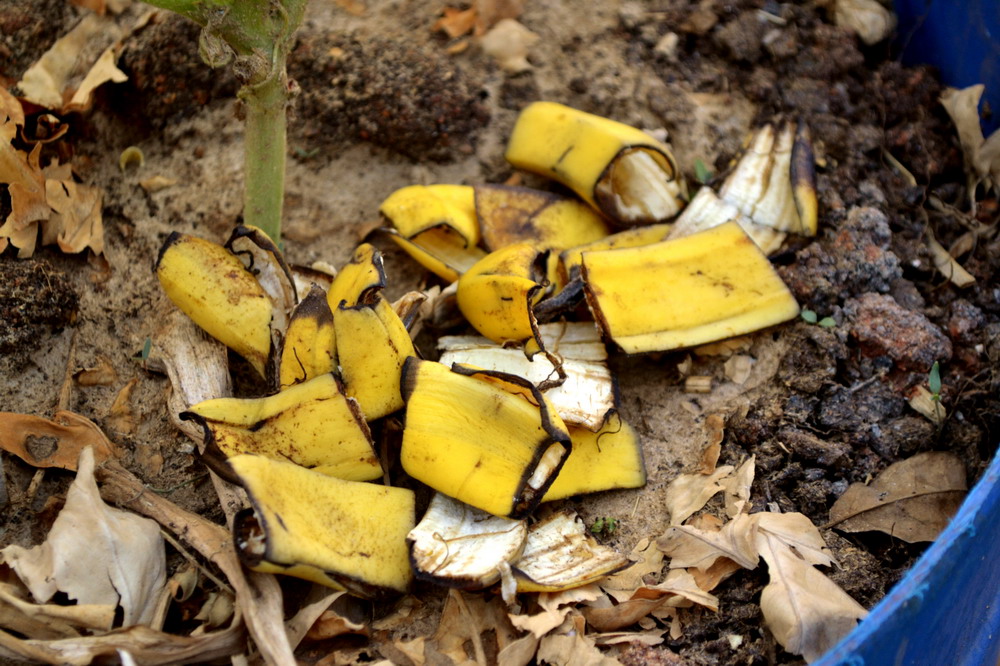 banana peels in garden