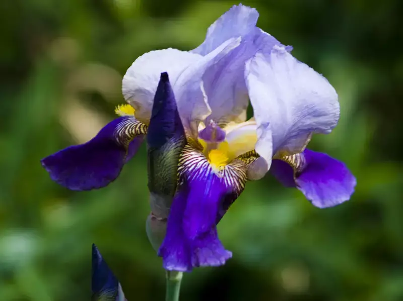 bearded iris
