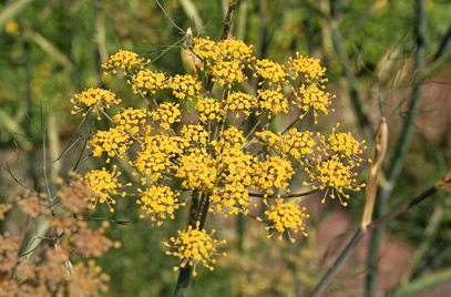 bronze fennel