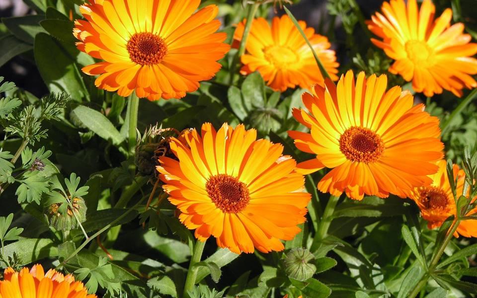 calendula