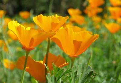 california poppy