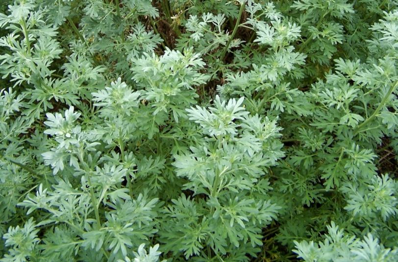 common wormwood