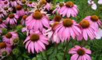 A Comprehensive Guide to Growing Echinacea: Unleashing the Power of the Purple Coneflower