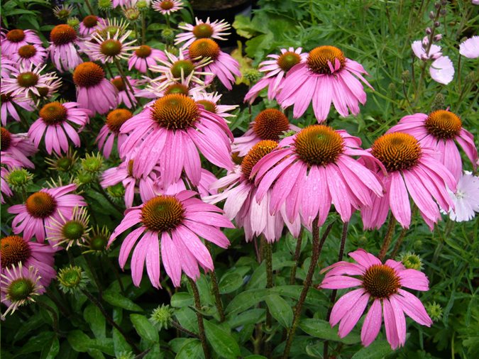 A Comprehensive Guide to Growing Echinacea: Unleashing the Power of the Purple Coneflower