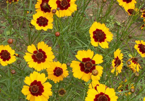 coreopsis