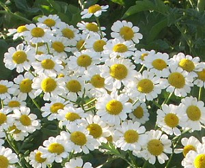 german chamomile