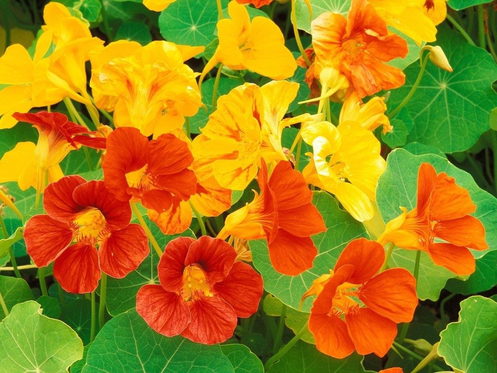 nasturtium