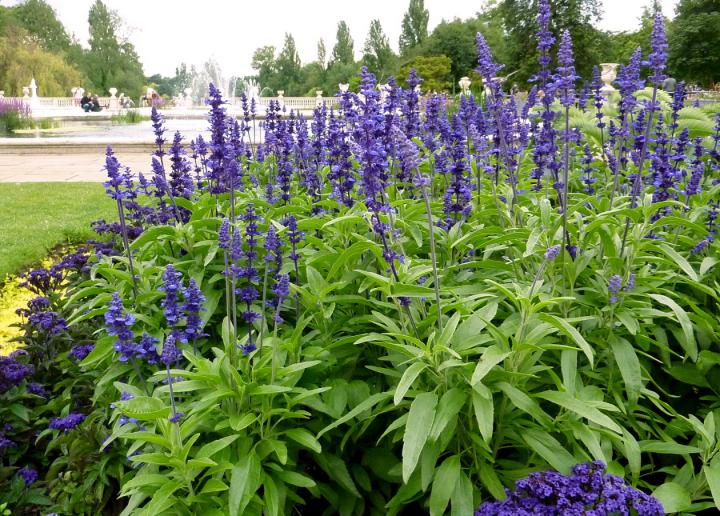 salvia plant