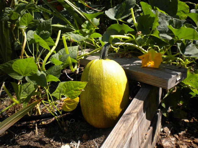 spaghetti squash harvest