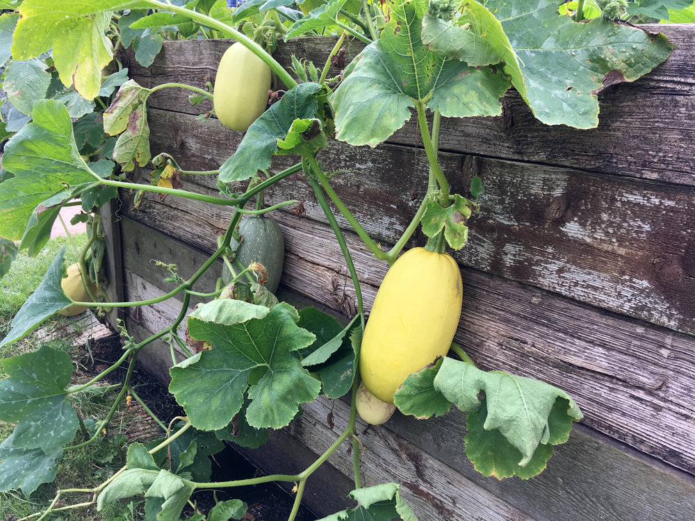 spaghetti squash plant