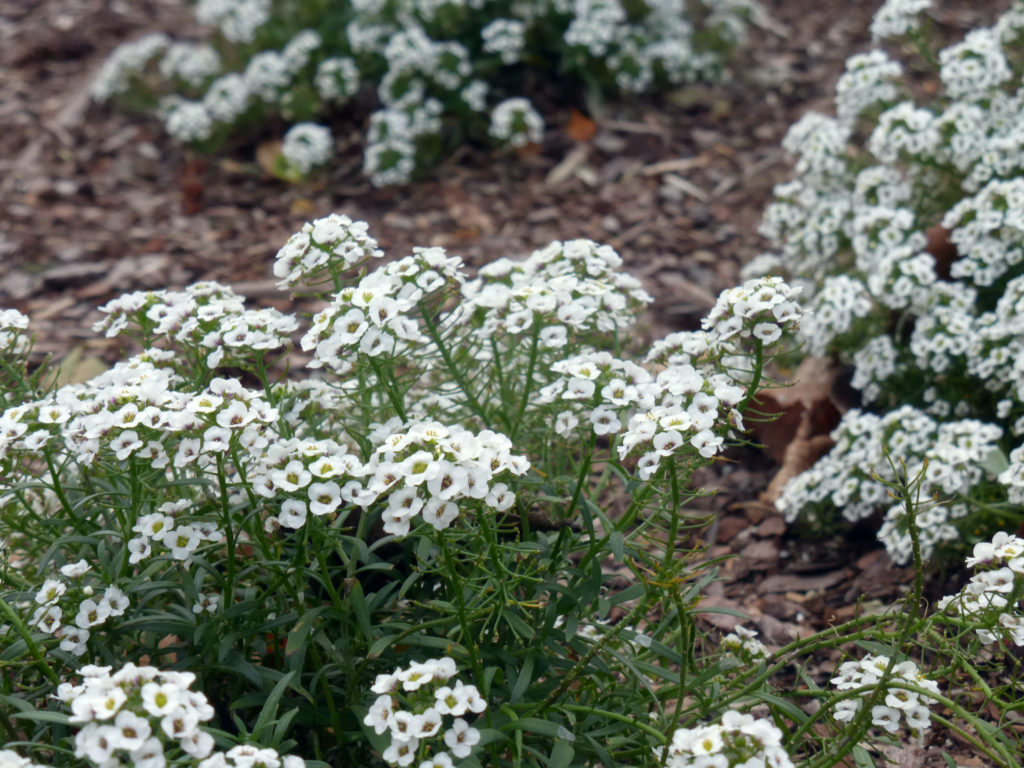 sweet alyssum