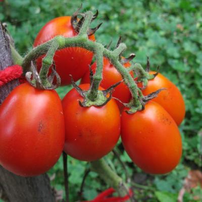 Astro Ibrido Tomato